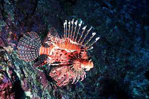 f031819: firefish exiting its cave