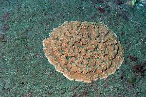 f032000: a solitary plate coral on a barren rock