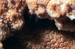 closeup of barnacles