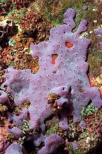 f032005: a fast growing purple opportunistic sponge.