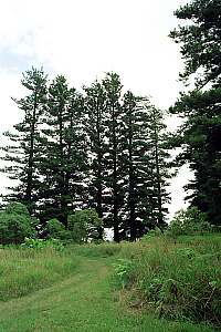 f214536: Century-old Norfolk pines.