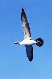 f214710: Blue-faced booby