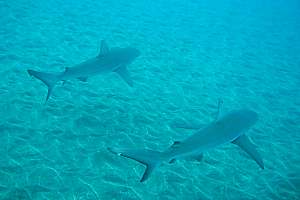 Two Galapagos sharks