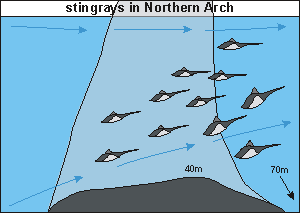 stingrays hang-gliding in Northern Arch