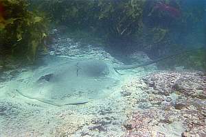 pregnant female long-tailed stingray (Dasyatis thetidis)