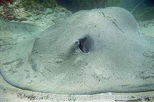 pregnant female long-tailed stingray (Dasyatis thetidis)