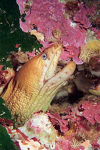 yellow moray eel (Gymnothorax prasinus)