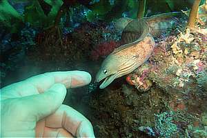 meeting a grey moray eel