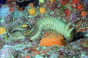grey moray eel (Gymnothorax nubilus)