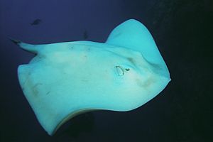 albino short-tailed stingray (Dasyatis brevicaudata)