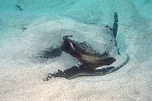 eagle ray (Myliobatis tenuicaudatus)