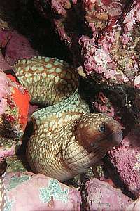 spotted moray eel (Gymnothorax prionodon)
