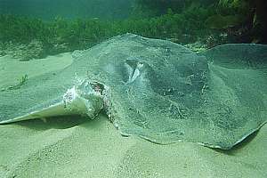 wounded short-tailed stingray (Dasyatis brevicaudata)