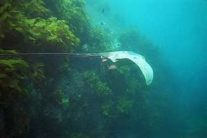 male long-tailed stingray (Dasyatis thetidis)