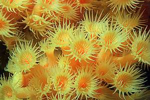 yellow zoanthid anemones