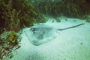 short-tailed stingray (Dasyatis brevicaudata)
