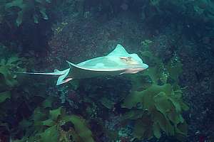 eagle ray (Myliobatis tenuicaudatus)