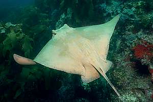 eagle ray (Myliobatis tenuicaudatus)