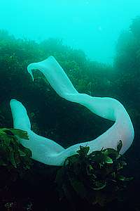 large salp (Pyrostremma spinosum)