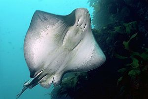 short-tailed stingray (Dasyatis brevicaudata)