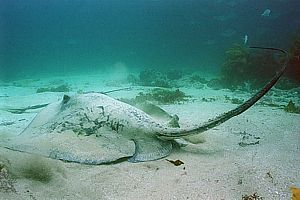 female long-tailed stingray (Dasyatis thetidis)