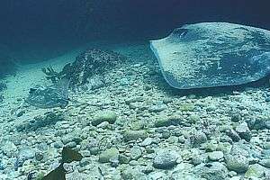 just-born baby eagle ray and mature long-tailed stingray