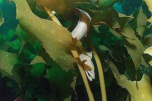 grey moray eel (Gymnothorax nubilus) in stalked kelp