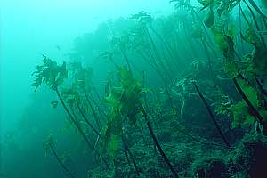 lower boundary of stalked kelp zone