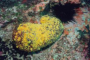 very sick yellow nipple sponge (Polymastia croceus)
