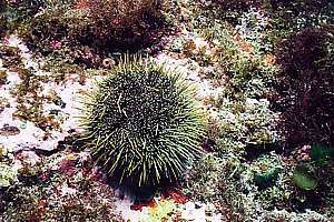 sea urchin with folded spines is dead