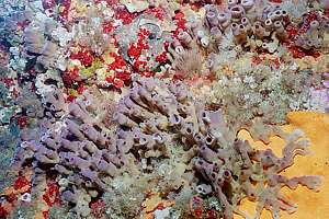 varied sponge life near the surface in Middle Arch