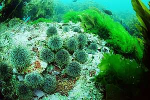 sea urchins on barren patch, and sea lettuce