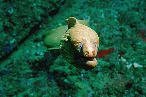 inquisitive yellow moray eel (Gymnothorax prasinus)