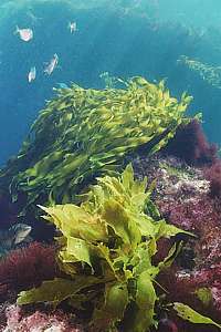 strap kelp and stalked kelp