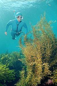 snorkeldiver and tall zigzag weed (Cystophora sp.)