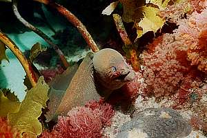 speckled moray (Gymnothorax obesus)