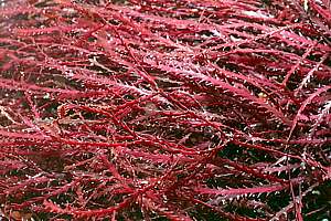 red fretsaw weed (Vidalia colensoi)