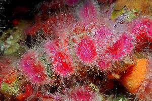 cup corals (Flavellum rubrum)