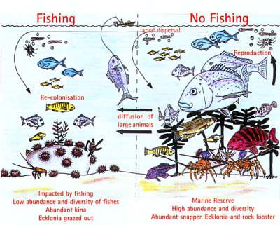 perceived benefits from marine reserves, diagram
