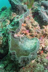 f033415: closeup of Ancorina alata in smothering algae