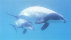 Hector's dolphin mother & baby