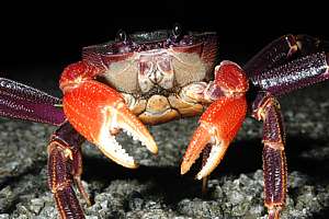 portrait of a long-legged land crab