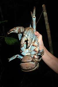 how to hold a coconut crab