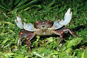 the purple land crab is a feisty one
