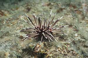 a nocturnal urchin