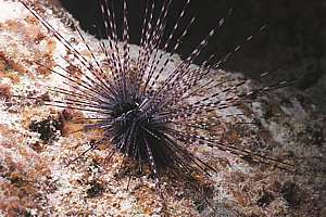 Niue has a surprisingly large number of sea urchin species