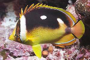 yellow-black butterfly fish