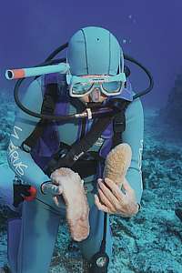 diver finds slipper coral