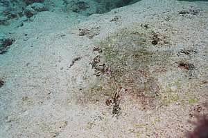 an algal mat covered in coral sand