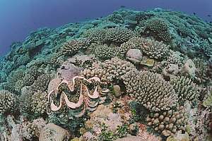the wild side shows rich coral life